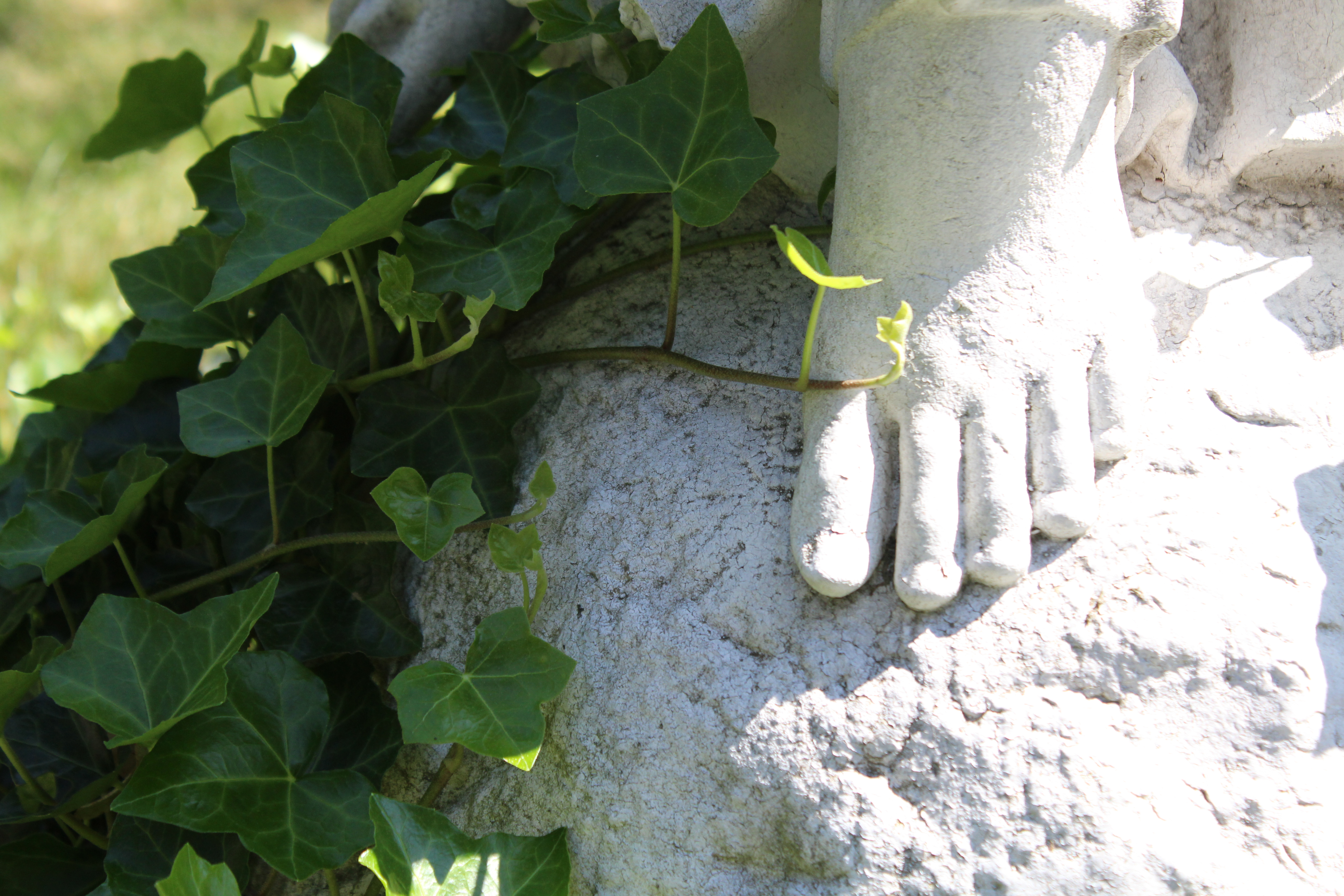 Ivy Foot