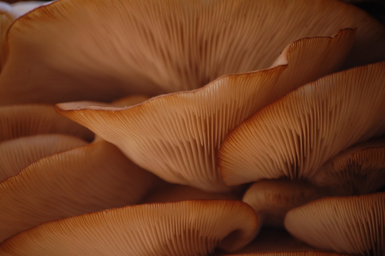 Mushroom Cluster