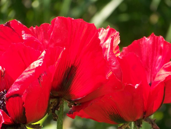 Red Poppies